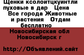 Щенки ксолоитцкуинтли пуховые в дар › Цена ­ 1 - Все города Животные и растения » Отдам бесплатно   . Новосибирская обл.,Новосибирск г.